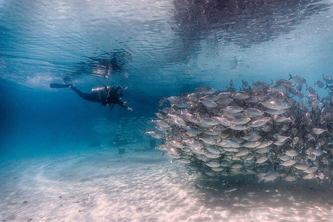 (2 Dives) Discover Scuba Diving Kota Kinabalu - Starting at Jesselton Point before 9 a.m.