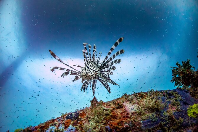(2 Dives) Discover Scuba Diving Kota Kinabalu - Learning the basics at Sapi House Reef