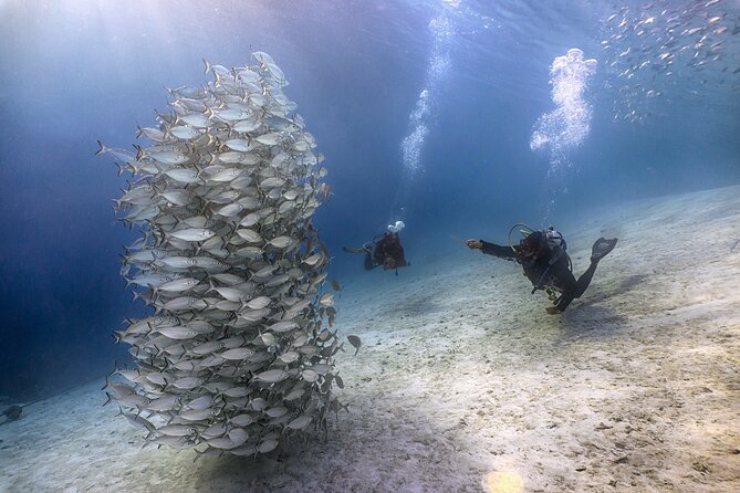(2 Dives) Discover Scuba Diving Kota Kinabalu - Coral, fish, and the appeal of going below the surface