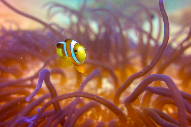 (2 Dives) Discover Scuba Diving Kota Kinabalu - Lunch on Sapi Island and a second boat session