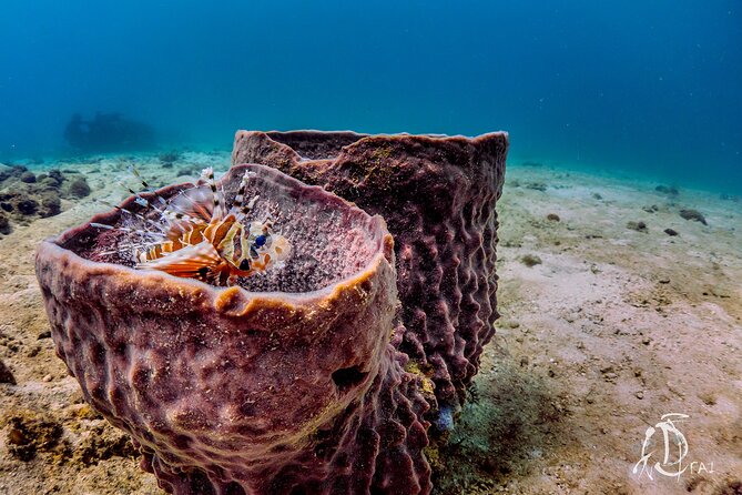 (2 Dives) Discover Scuba Diving Kota Kinabalu - What the $129.98 price includes