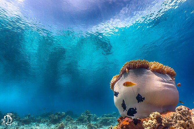 (2 Dives) Discover Scuba Diving Kota Kinabalu - Who will get the most from this day