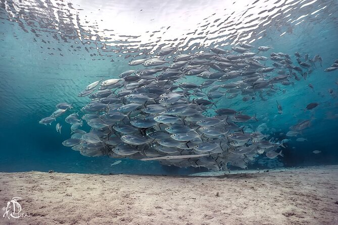 (2 Dives) Discover Scuba Diving Kota Kinabalu - The boat ride to Tunku Abdul Rahman Marine Park