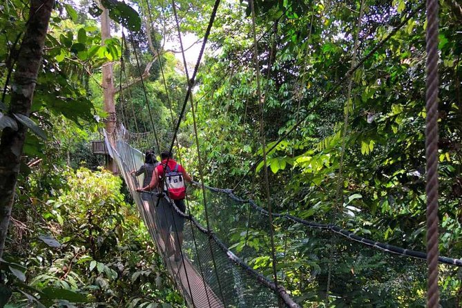 2d1n Kinabalu Park & Poring Canopy Walk & Desa Cow Farm Tour - The canopy walk puts Borneo’s old forest above you