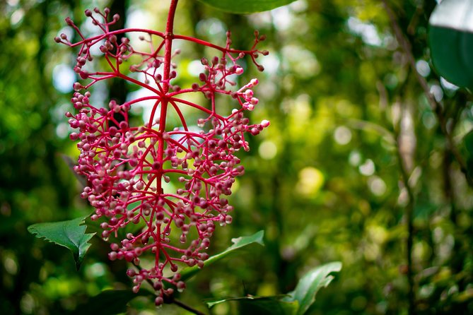 2d1n Kinabalu Park & Poring Canopy Walk & Desa Cow Farm Tour - One night in the Mount Kinabalu foothills breaks up the route