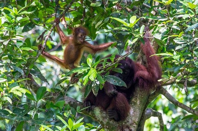 2D1N Sandakan Private Tour with Kinabatangan River Cruise - The early morning return to Sandakan