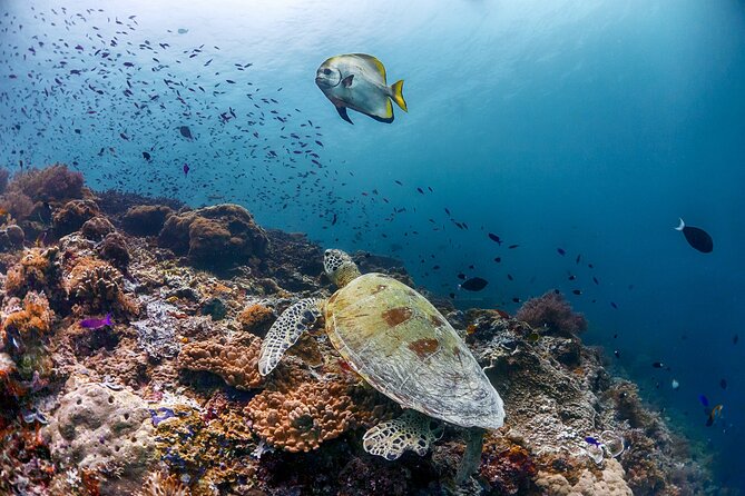 (3 Days) PADI Open Water Diver Course Kota Kinabalu - Sapi Island and the Tunku Abdul Rahman Marine Park
