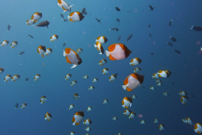 3 Semporna Islands Tour with Snorkel or Diving Experience - Pandanan Bay and a quieter final stop