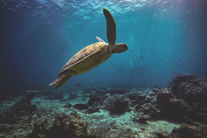 3 Semporna Islands Tour with Snorkel or Diving Experience - Snorkeling or shallow DSD scuba?