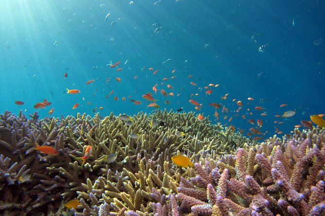 3 Semporna Islands Tour with Snorkel or Diving Experience - Is $55.21 a good value?