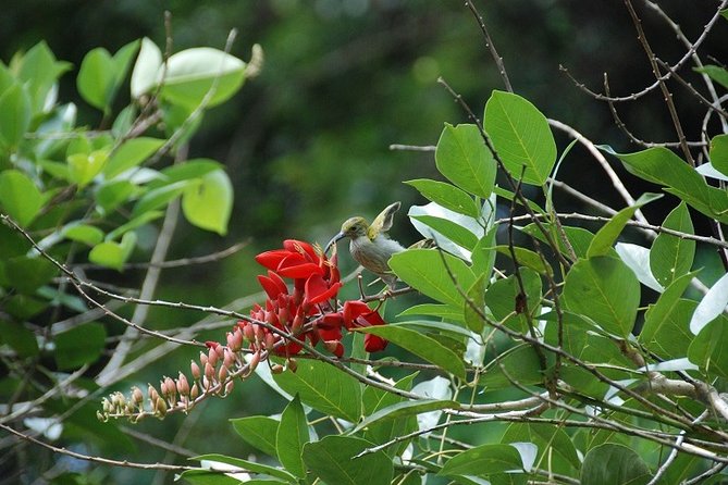 4-Day Jungle Experience in Taman Negara from Kuala Lumpur - Why this four-day format works