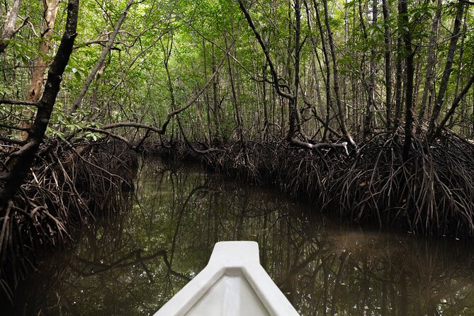 5 Hours Mangrove Boat Tour in Langkawi - Why this mangrove trip is worth your morning