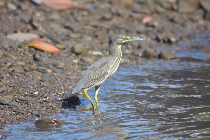 5 Hours Sharing Basis Kilim Mangrove Safari Boat Tour in Langkawi - Why Kilim Geoforest Park works so well by boat