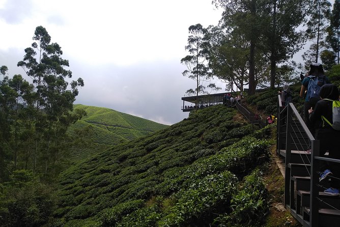 Amazing Cameron Highland Day Tour From Kuala Lumpur - Raju Hill Strawberry Farm: a hands-on pause