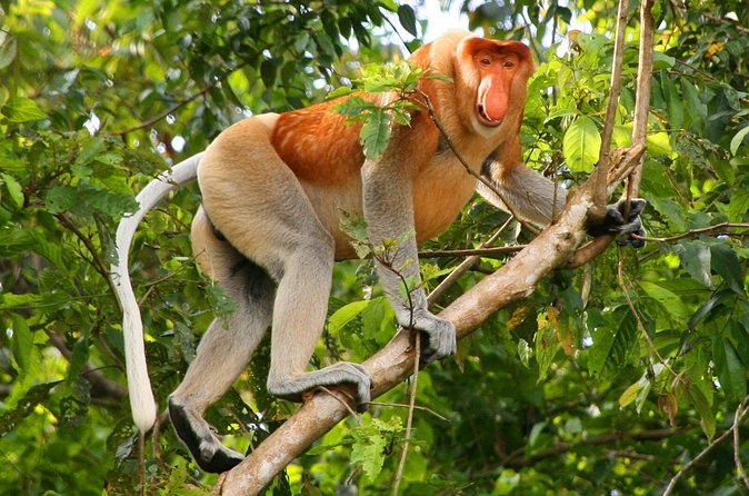Bako National Park from Kuching City - Wildlife watching: proboscis monkeys, macaques, and more