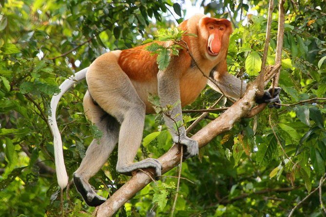 Bako National Park from Kuching City - Bako National Park and its seven ecosystems