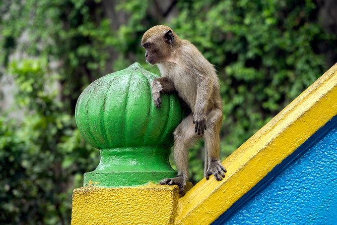 Batu Caves and Watching Fireflies in Kuala Selangor - Batu Caves in a focused 45 minutes
