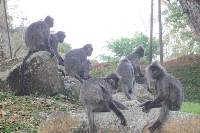 Batu Caves,Hot Spring, Monkey & Fireflies Tour with Dinner - Is $159 a fair price?