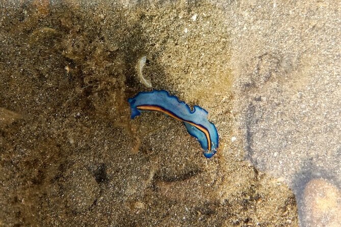 Beachlife & Tidepool Discovery at Desaru Coast Johor |JungleWalla - Key points before you book