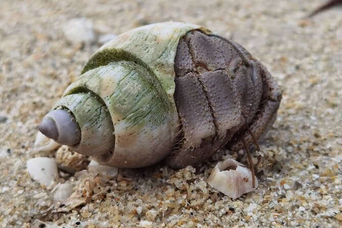 Beachlife & Tidepool Discovery at Desaru Coast Johor |JungleWalla - What this Desaru Coast walk is really about