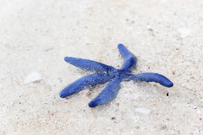 Beachlife & Tidepool Discovery at Desaru Coast Johor |JungleWalla - Following the forested approach to the shore