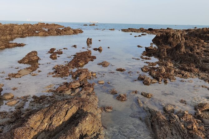 Beachlife & Tidepool Discovery at Desaru Coast Johor |JungleWalla - Reading the rocks at low tide