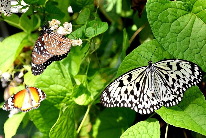 Bird Park & Butterfly Farm Nature Include All Entrance Tour From Kuala Lumpur - Four things to know before booking