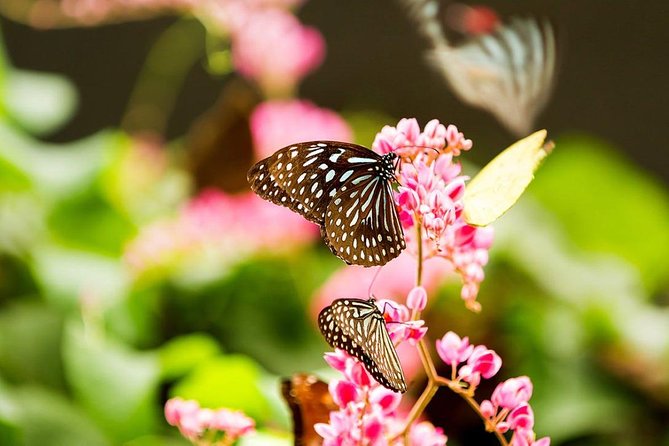 Bird Park & Butterfly Farm Nature Tour From Kuala Lumpur - How the private transport affects the experience