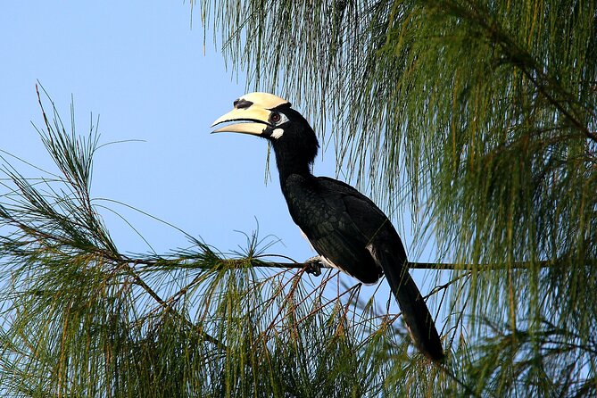 Birdwatching: Desaru's Winged Gems - The 4:30 pm start and the morning question