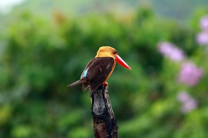 Birdwatching Tour in Langkawi - Reaching the rainforest and searching for hornbills
