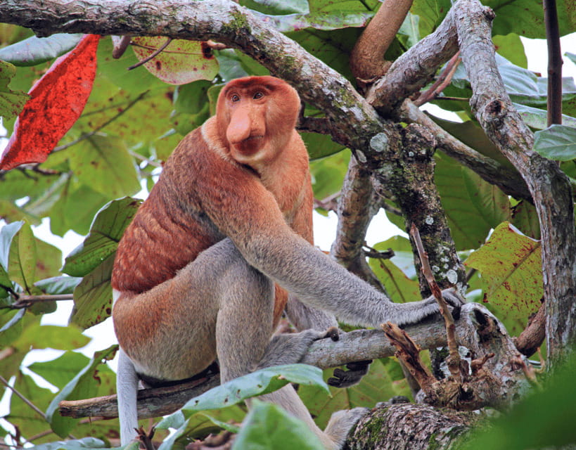 Bongawan River Cruise: Proboscis Monkey & Fireflies Mangrove - Guides are the real strength of the experience