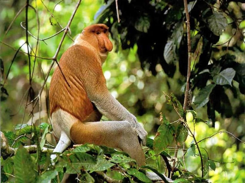Bongawan Wetland: Proboscis Monkey and Fireflies Shared Tour - Why Bongawan Wetland makes a good day trip