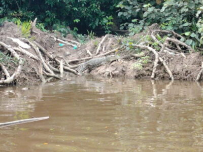 Bongawan Wetland: Proboscis Monkey and Fireflies Shared Tour