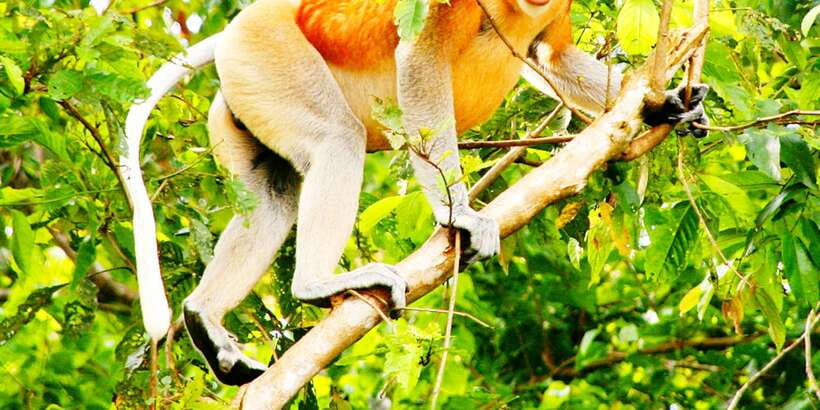 Bongawan Wetland: Proboscis Monkey and Fireflies Shared Tour - Dinner at the jetty and a taste of local cooking