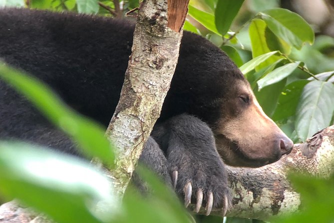Bornean Sun Bear Conservation Centre & Sepilok Orang Utan Rehab Centre Tour - Why Sepilok matters beyond a wildlife photo