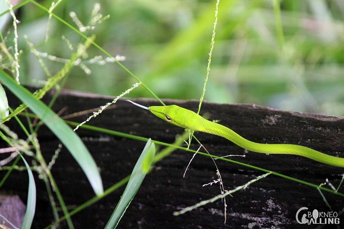 Borneo Kinabatangan River Cruise Day Trip - Key points to know before booking