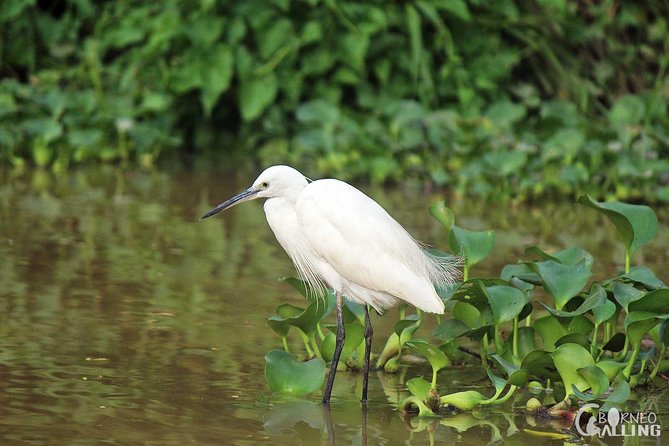 Borneo Kinabatangan River Cruise Day Trip - The noon pickup and long road to the river