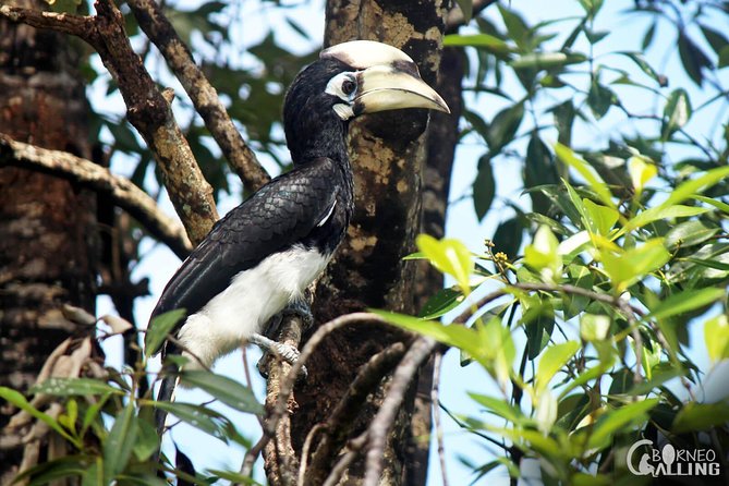 Borneo Kinabatangan River Cruise Day Trip - Is $90 a fair price?