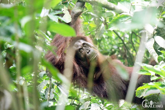 Borneo Kinabatangan River Cruise Day Trip - Who should book this day trip?