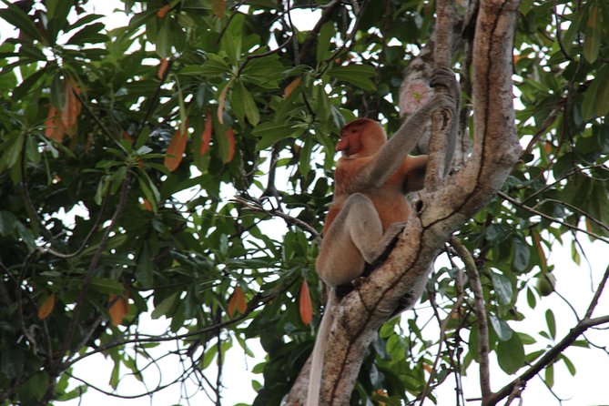 Borneo (Klias) River Cruise & Fireflies Tour - What makes this Klias trip worth considering