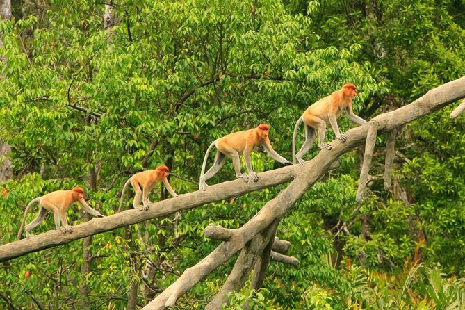 Borneo (Klias) River Cruise & Fireflies Tour - Tea, local snacks, and a slower start at Klias