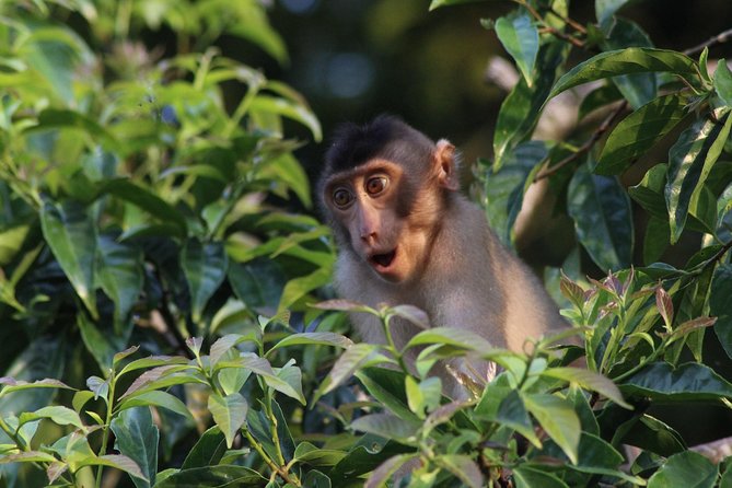 Borneo Wildlife Tour 2 Days 1 Night At Tanjung Bulat Jungle Camp Kinabatangan - What makes this two-day jungle trip special