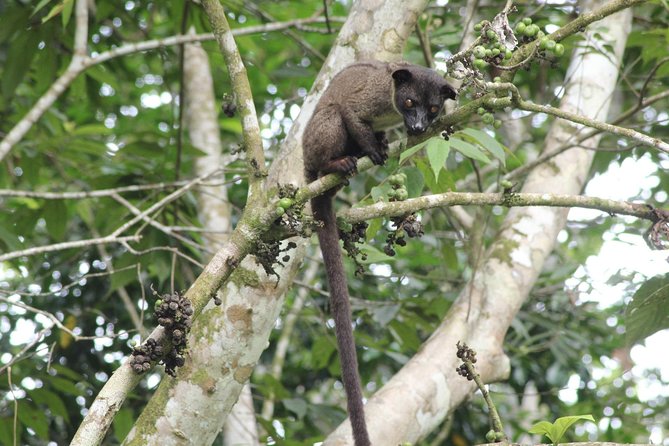 Borneo Wildlife Tour 2 Days 1 Night At Tanjung Bulat Jungle Camp Kinabatangan - Day 1: From Sandakan or Sepilok to the jungle