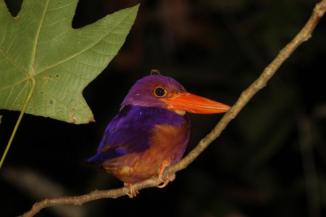 Borneo Wildlife Tour 2 Days 1 Night At Tanjung Bulat Jungle Camp Kinabatangan - Dinner, darkness, and the 8pm night outing