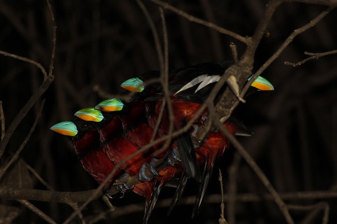 Borneo Wildlife Tour 2 Days 1 Night At Tanjung Bulat Jungle Camp Kinabatangan - The 4:30pm wildlife cruise