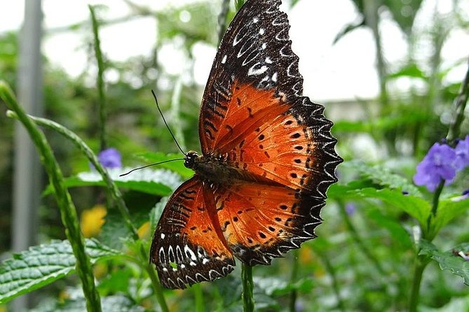 Cameron Highland Day Tour from Kuala Lumpur - Lunch and the Malaysian food experience