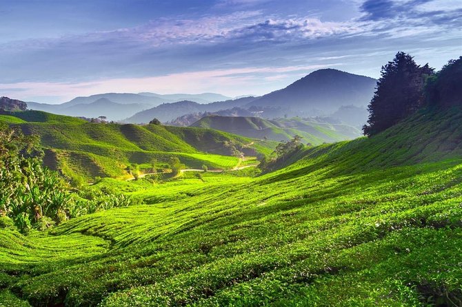 Cameron Highland Day Tour From Kuala Lumpur With Lunch Local food - The long road from Kuala Lumpur