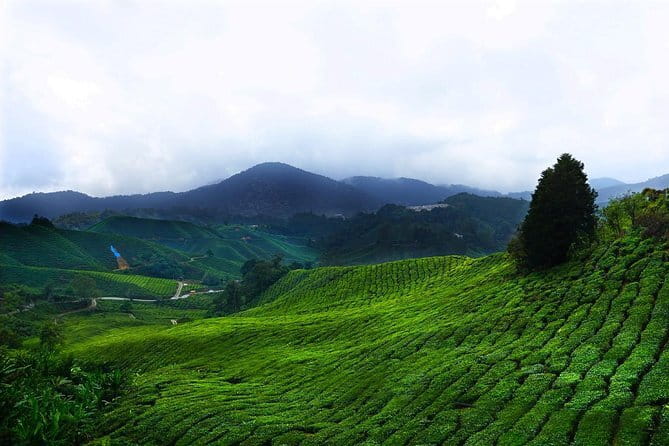 Cameron Highland Day-Trip from Kuala Lumpur - Key points at a glance