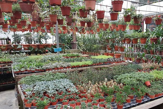 Cameron Highland Day-Trip from Kuala Lumpur - The important reliability warning