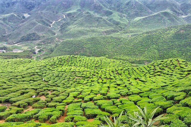 Cameron Highland Full Day Tour from KL City (Private) - Tea terraces and the Cameron Bharat Tea Estate